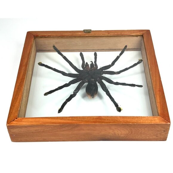 Tarantula Taxidermy Yucatan Rust Rump Giant Hairy Real Spider Between Glass - Picture 3 of 15